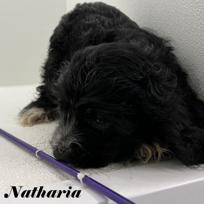 puppy, for, sale, Cocker Spaniel, Joe & Cherri  Overlease, dog, breeder, Miller, MO, dog-breeder, puppy-for-sale, forsale, nearby, find, puppyfind, locator, puppylocator, aca